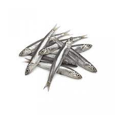 ANCHOVY FISH