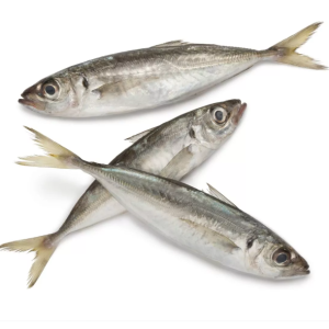 Atlantic Horse Mackerel