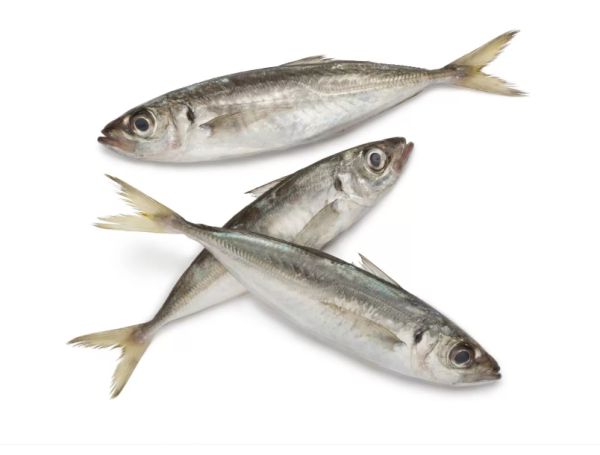 Atlantic Horse Mackerel