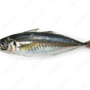 Japanese Horse Mackerel Fish