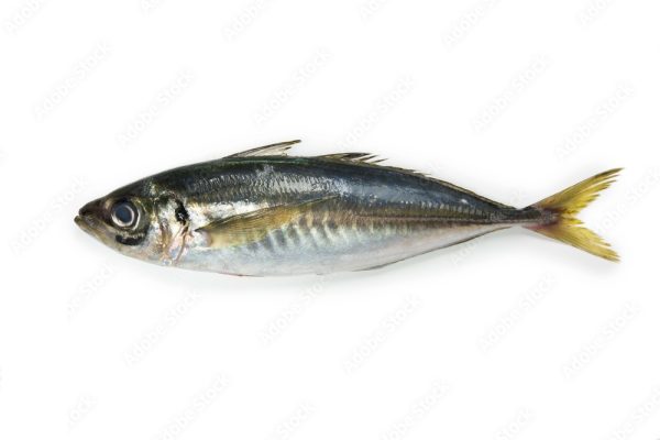 Japanese Horse Mackerel Fish