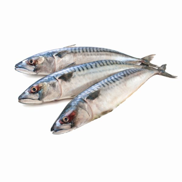 Atlantic Mackerel Fish - Scomber scombrus