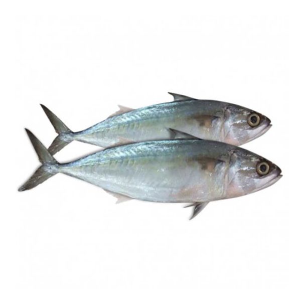 Indian mackerel Fish