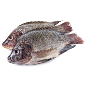 Mozambique Tilapia Fish (Oreochromis mossambicus)