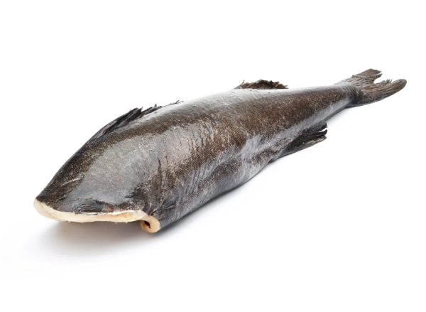 SABLEFISH BLACK COD