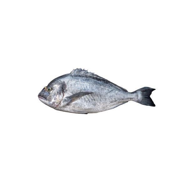 Sea Bream Fish ( DORADE)