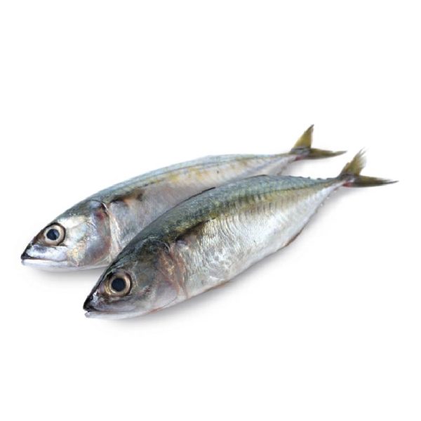 Spanish Mackerel Fish