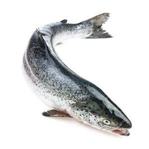 Whole Atlantic Salmon Fish