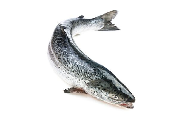 Whole Atlantic Salmon Fish