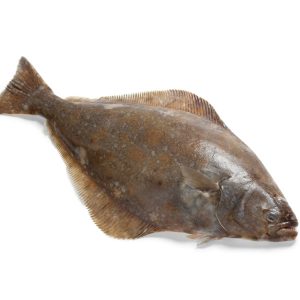 Whole Halibut Fish Hippoglossus stenolepis