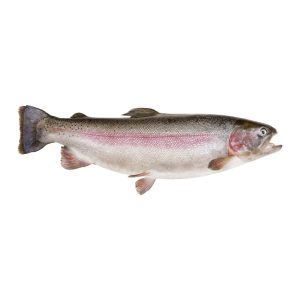 Whole Steelhead Trout