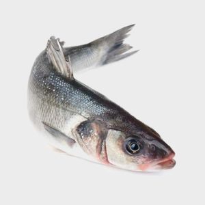 Whole bronzini sea bass Fish Dicentrarchus labrax