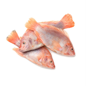 red tilapia (Oreochromis spp)